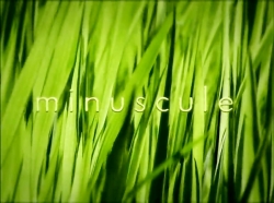 خیلی خیلی کوچک (1) (بذر درست)